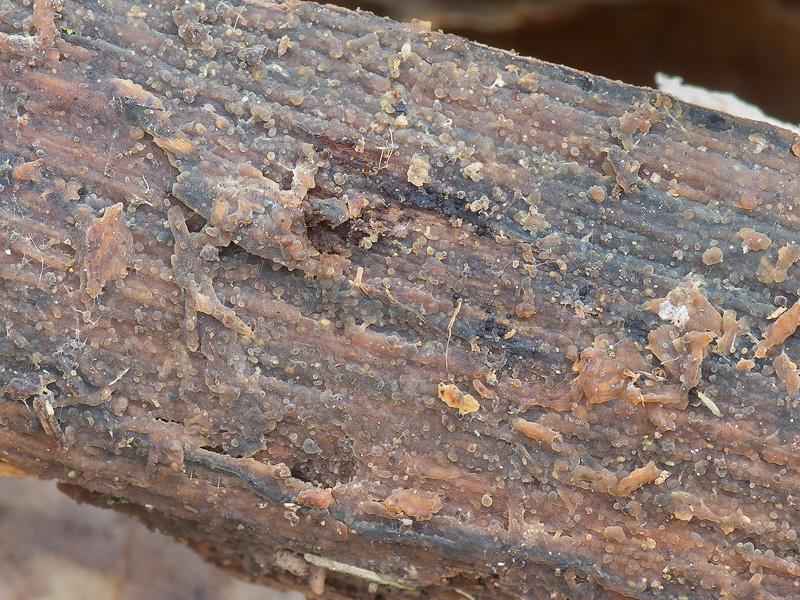 Amyloxenasma allantosporum